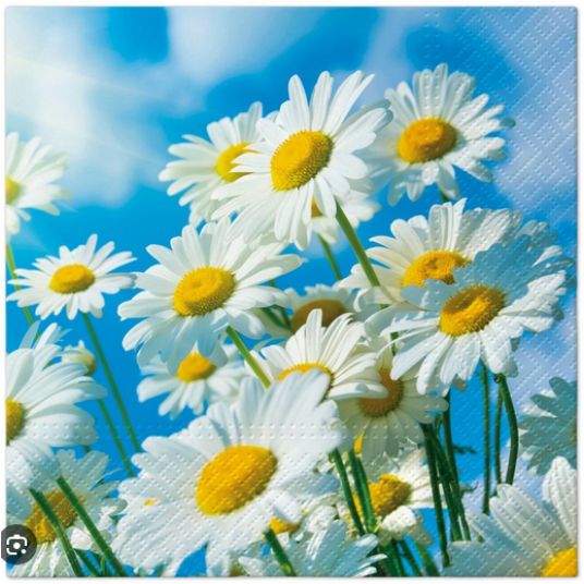 Serwetka 33x33 wzór 3W SUN DAISIES 20szt /12 -zdjęcie numer 1